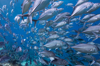 魚(yú)膠原蛋白肽的作用和功效