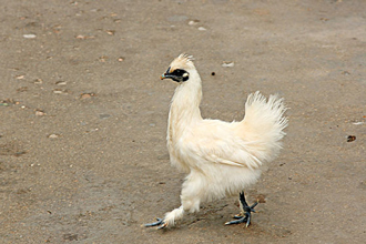 烏雞肽的作用和功效